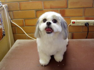 This is Maddie after her clip I used a 5-combe all over